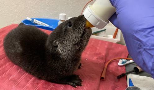Wildlife Hospital Finds Itself Otter This World With 7 Rescue Pups