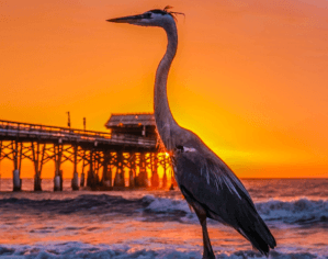 Take a Space Coast Staycation: Rediscover Your Own Backyard