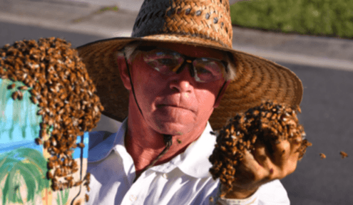 Brevard Bee Enthusiasts Ensure Insects Do Their Vital Work