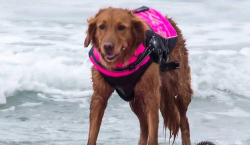 Dogs Catch Waves at East Coast Dog Surfing Festival