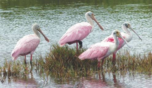 25th Space Coast Birding and Wildlife Festival Soars Back to New Heights