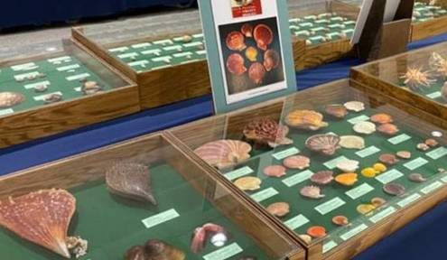 44th Annual Seashell Festival Offers Treasures From Around the World