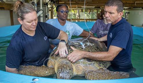 Celebrating 10 Years of Healing Sea Turtles