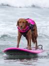 Dogs Catch Waves at East Coast Dog Surfing Festival