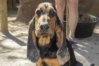 Zoo’s Cute Factor Boosted By New Bloodhound Puppies