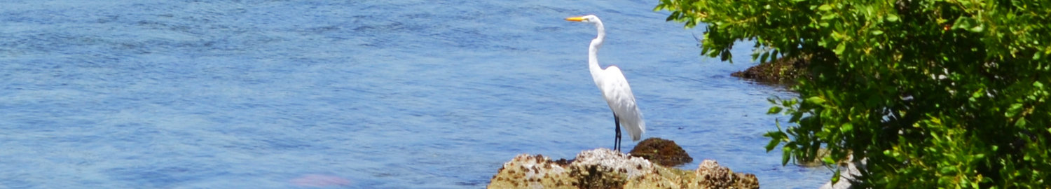 White Bird on Rock near water